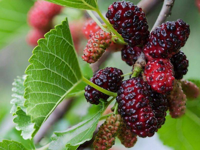 Шелковица купить саженцы из питомнике в Кинешме
