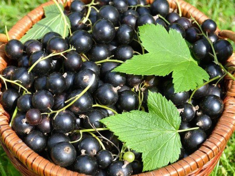 Смородина купить саженцы из питомника в Кинешме
