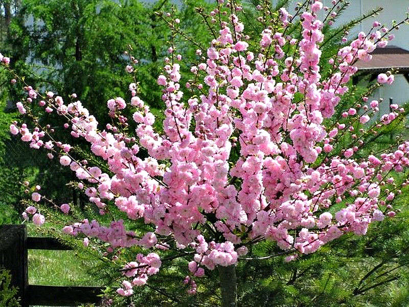 Миндаль купить саженцы из питомника в Кинешме