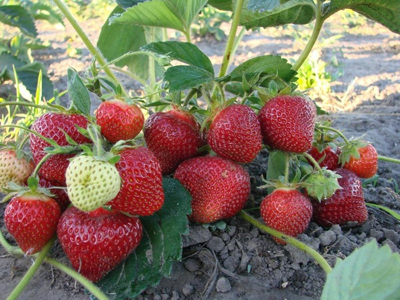 Клубника купить саженцы из питомника в Кинешме