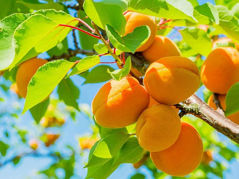 Абрикос купить саженцы из питомнике в Кинешме