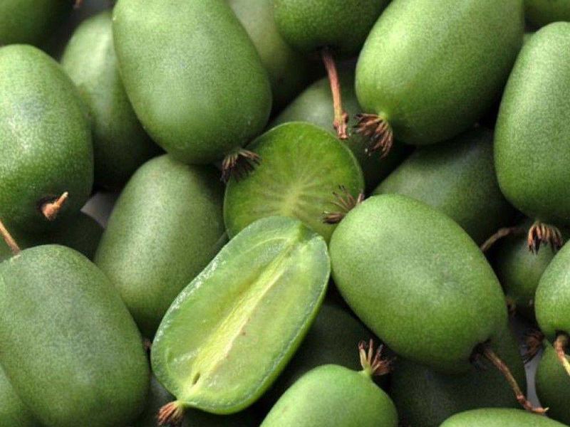 Актинидия купить саженцы из питомнике в Кинешме