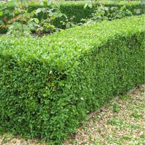 Саженцы Самшита Вечнозеленый (стакан Р9)
