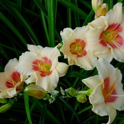 Лилейник "ПАНДОРА БОКС"