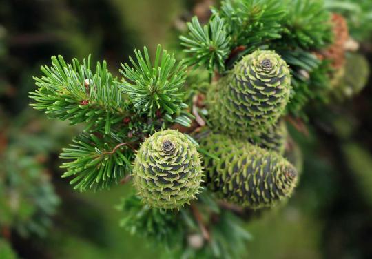 ПИХТА 2-Х летка (стакан С2)