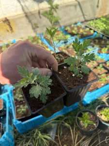 Хризантема Рибонет (корейская)