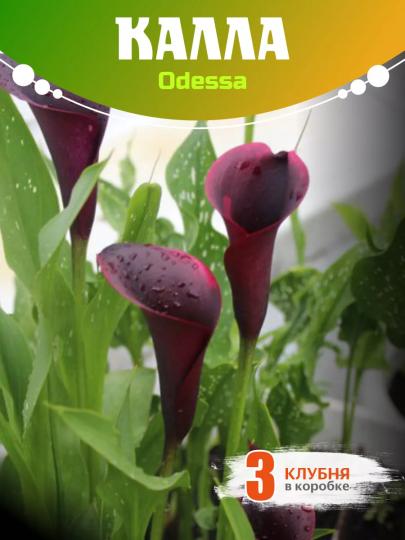 Калла Одесса клубни 3 шт