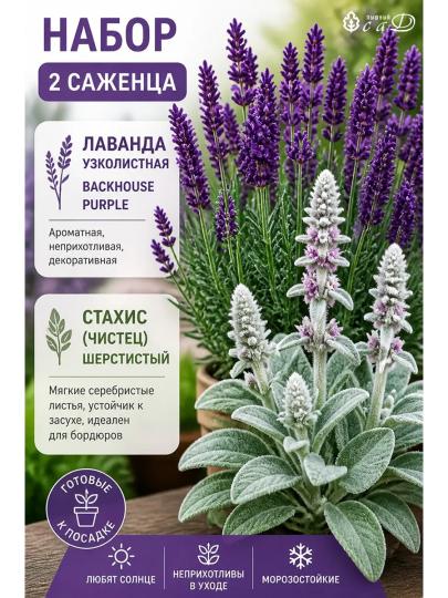 Лаванда и Стахис набор 2 шт