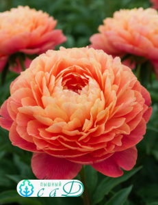 Пион "ЛОРЕЛЕЙ"
