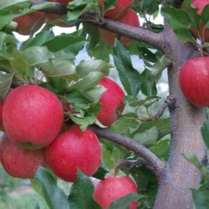 Яблоня "ВИСТА БЕЛЛА"